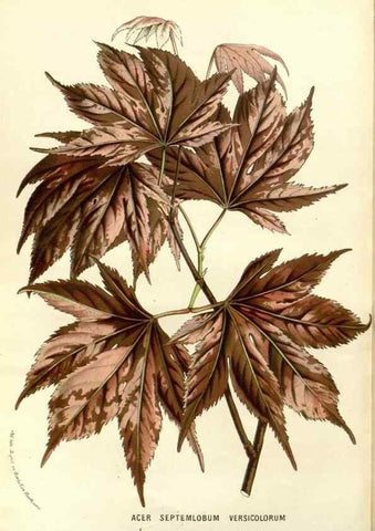 Reproducción/Reproduction 49587939262: Flore des serres et des jardins de l'Europe. A Gand :chez Louis van Houtte, eÌditeur,1845-1880.. 