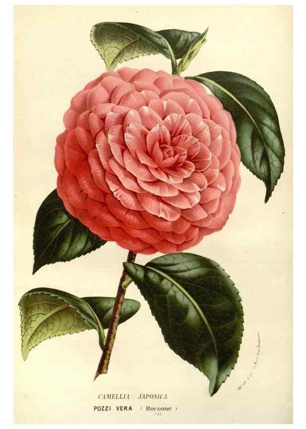 Reproducción/Reproduction 49587697016: Flore des serres et des jardins de l'Europe. A Gand :chez Louis van Houtte, eÌditeur,1845-1880.. 
