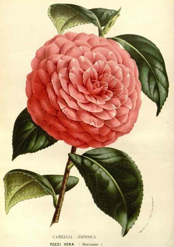 Reproducción/Reproduction 49587697016: Flore des serres et des jardins de l'Europe. A Gand :chez Louis van Houtte, eÌditeur,1845-1880.. 