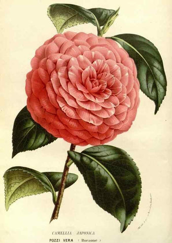 Reproducción/Reproduction 49587697016: Flore des serres et des jardins de l'Europe. A Gand :chez Louis van Houtte, eÌditeur,1845-1880.. 