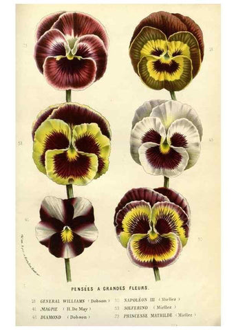 Reproducción/Reproduction 49587939672: Flore des serres et des jardins de l'Europe. A Gand :chez Louis van Houtte, eÌditeur,1845-1880.. 