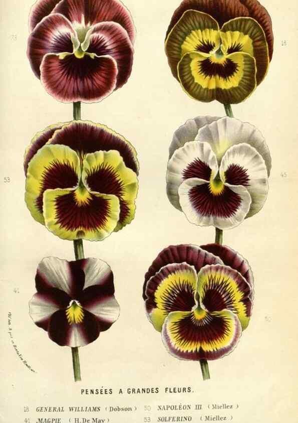 Reproducción/Reproduction 49587939672: Flore des serres et des jardins de l'Europe. A Gand :chez Louis van Houtte, eÌditeur,1845-1880.. 