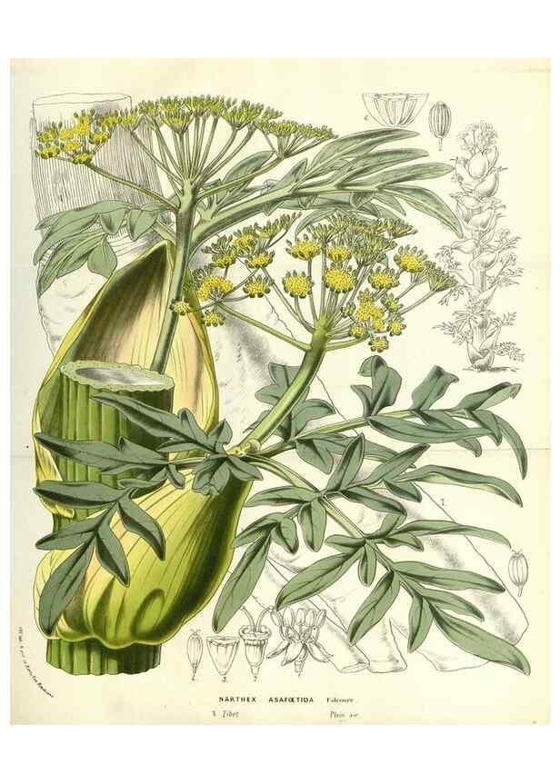 Reproducción/Reproduction 49587693996: Flore des serres et des jardins de l'Europe. A Gand :chez Louis van Houtte, eÌditeur,1845-1880.. 