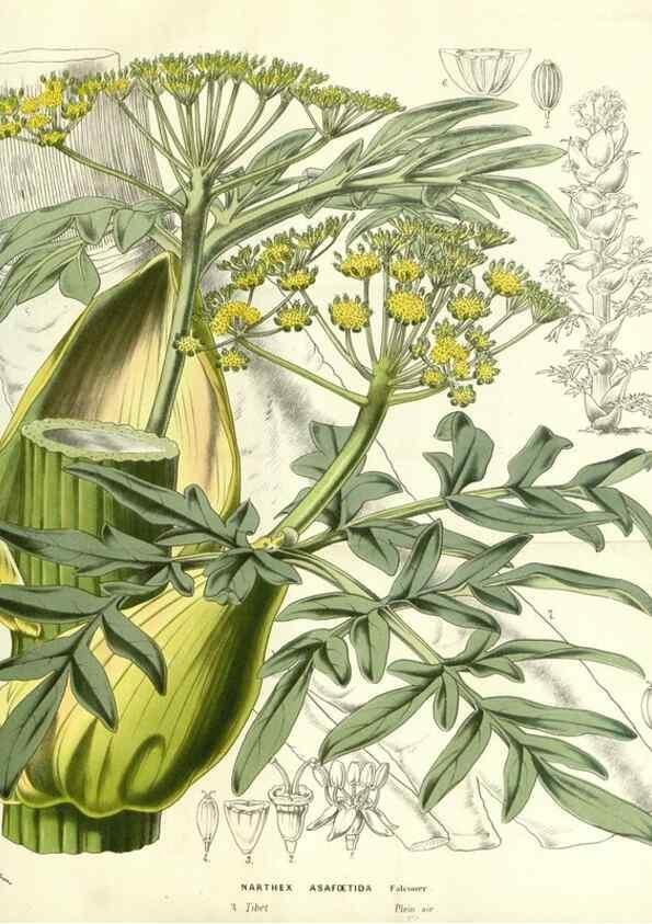Reproducción/Reproduction 49587693996: Flore des serres et des jardins de l'Europe. A Gand :chez Louis van Houtte, eÌditeur,1845-1880.. 