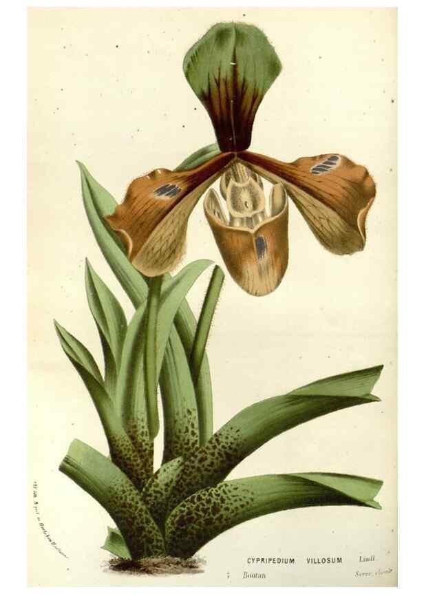 Reproducción/Reproduction 49587936422: Flore des serres et des jardins de l'Europe. A Gand :chez Louis van Houtte, eÌditeur,1845-1880.. 