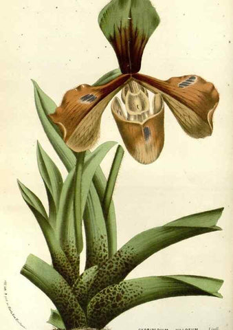 Reproducción/Reproduction 49587936422: Flore des serres et des jardins de l'Europe. A Gand :chez Louis van Houtte, eÌditeur,1845-1880.. 
