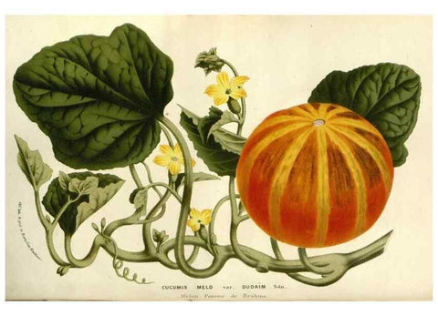 Reproducción/Reproduction 49587693611: Flore des serres et des jardins de l'Europe. A Gand :chez Louis van Houtte, eÌditeur,1845-1880.. 