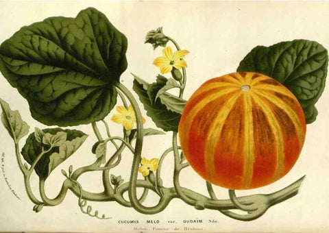 Reproducción/Reproduction 49587693611: Flore des serres et des jardins de l'Europe. A Gand :chez Louis van Houtte, eÌditeur,1845-1880.. 