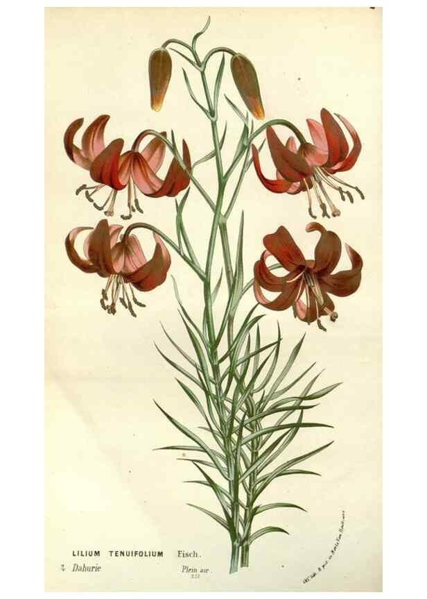 Reproducción/Reproduction 49587936072: Flore des serres et des jardins de l'Europe. A Gand :chez Louis van Houtte, eÌditeur,1845-1880.. 