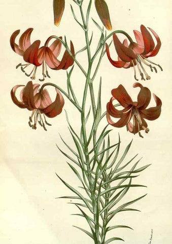 Reproducción/Reproduction 49587936072: Flore des serres et des jardins de l'Europe. A Gand :chez Louis van Houtte, eÌditeur,1845-1880.. 
