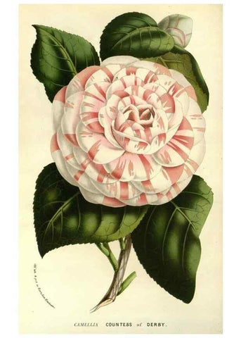 Reproducción/Reproduction 49587689896: Flore des serres et des jardins de l'Europe. A Gand :chez Louis van Houtte, eÌditeur,1845-1880.. 