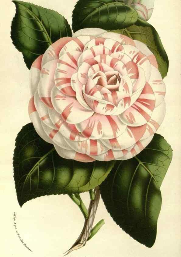 Reproducción/Reproduction 49587689896: Flore des serres et des jardins de l'Europe. A Gand :chez Louis van Houtte, eÌditeur,1845-1880.. 
