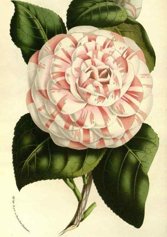 Reproducción/Reproduction 49587689896: Flore des serres et des jardins de l'Europe. A Gand :chez Louis van Houtte, eÌditeur,1845-1880.. 