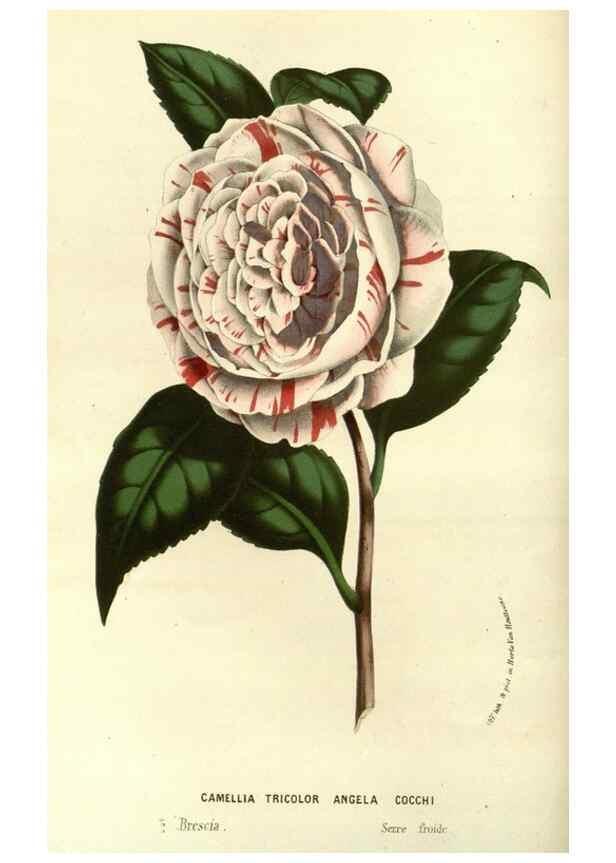 Reproducción/Reproduction 49587932692: Flore des serres et des jardins de l'Europe. A Gand :chez Louis van Houtte, eÌditeur,1845-1880.. 