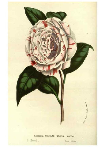 Reproducción/Reproduction 49587932692: Flore des serres et des jardins de l'Europe. A Gand :chez Louis van Houtte, eÌditeur,1845-1880.. 