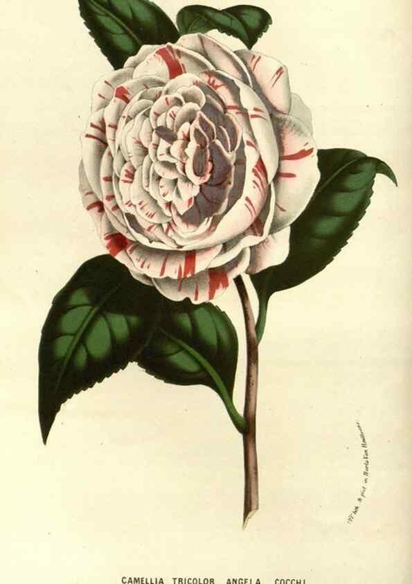 Reproducción/Reproduction 49587932692: Flore des serres et des jardins de l'Europe. A Gand :chez Louis van Houtte, eÌditeur,1845-1880.. 