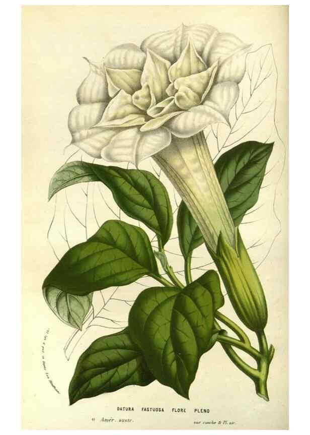 Reproducción/Reproduction 49587690276: Flore des serres et des jardins de l'Europe. A Gand :chez Louis van Houtte, eÌditeur,1845-1880.. 