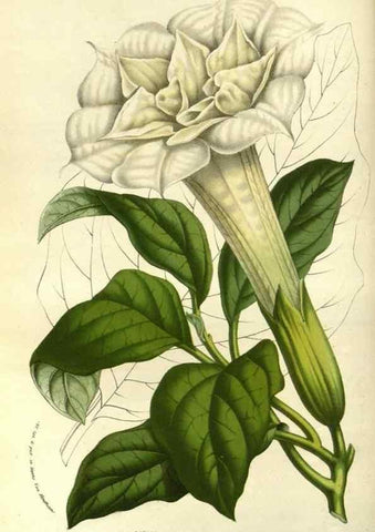Reproducción/Reproduction 49587690276: Flore des serres et des jardins de l'Europe. A Gand :chez Louis van Houtte, eÌditeur,1845-1880.. 