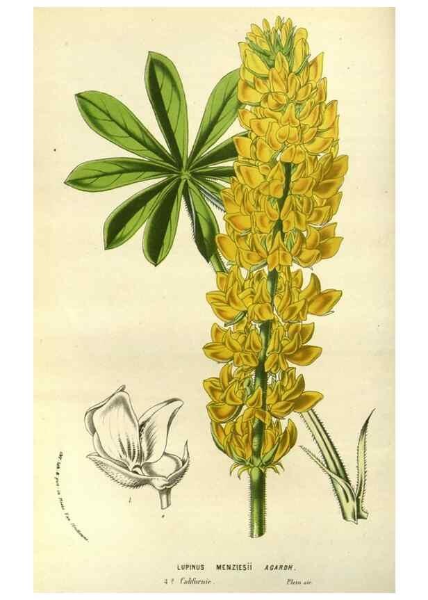 Reproducción/Reproduction 49587690486: Flore des serres et des jardins de l'Europe. A Gand :chez Louis van Houtte, eÌditeur,1845-1880.. 