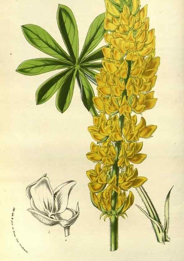 Reproducción/Reproduction 49587690486: Flore des serres et des jardins de l'Europe. A Gand :chez Louis van Houtte, eÌditeur,1845-1880.. 