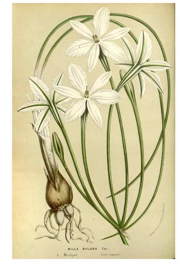 Reproducción/Reproduction 49587933312: Flore des serres et des jardins de l'Europe. A Gand :chez Louis van Houtte, eÌditeur,1845-1880.. 