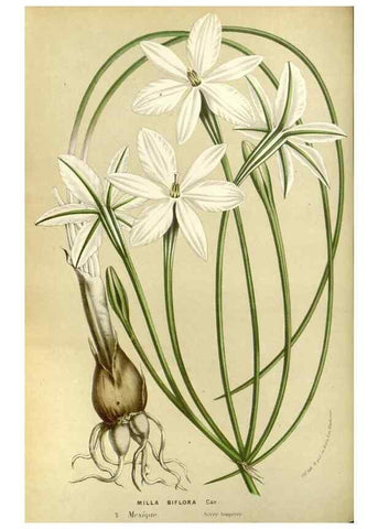 Reproducción/Reproduction 49587933312: Flore des serres et des jardins de l'Europe. A Gand :chez Louis van Houtte, eÌditeur,1845-1880.. 