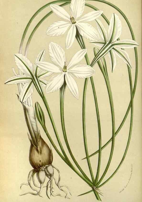 Reproducción/Reproduction 49587933312: Flore des serres et des jardins de l'Europe. A Gand :chez Louis van Houtte, eÌditeur,1845-1880.. 
