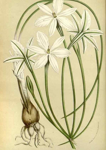 Reproducción/Reproduction 49587933312: Flore des serres et des jardins de l'Europe. A Gand :chez Louis van Houtte, eÌditeur,1845-1880.. 
