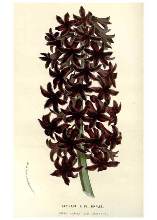 Reproducción/Reproduction 49587690946: Flore des serres et des jardins de l'Europe. A Gand :chez Louis van Houtte, eÌditeur,1845-1880.. 