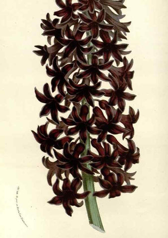 Reproducción/Reproduction 49587690946: Flore des serres et des jardins de l'Europe. A Gand :chez Louis van Houtte, eÌditeur,1845-1880.. 