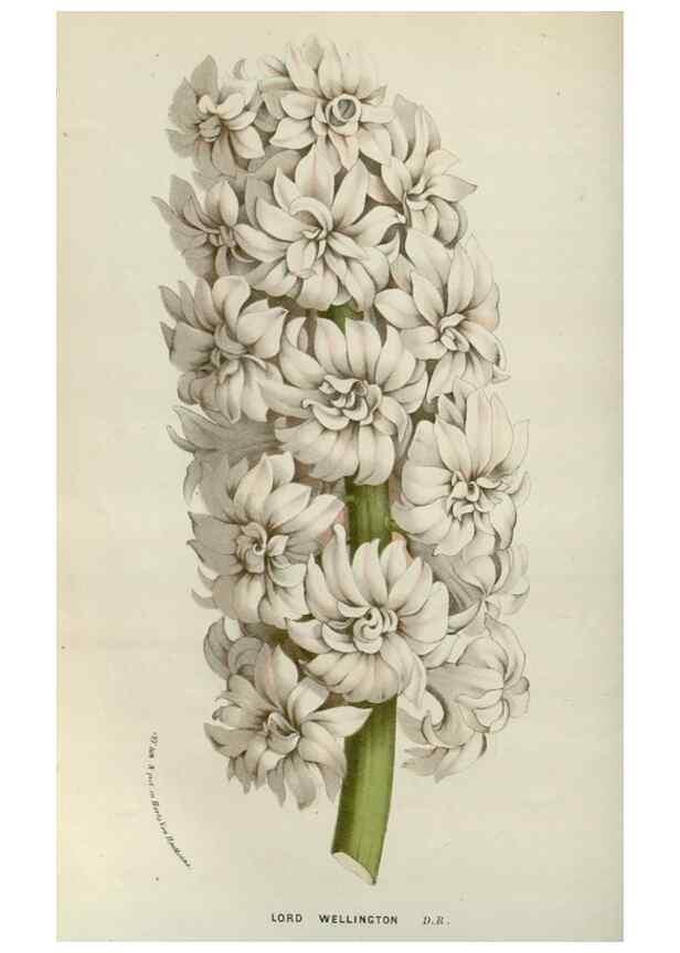 Reproducción/Reproduction 49587691136: Flore des serres et des jardins de l'Europe. A Gand :chez Louis van Houtte, eÌditeur,1845-1880.. 