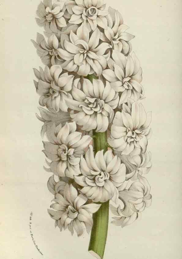 Reproducción/Reproduction 49587691136: Flore des serres et des jardins de l'Europe. A Gand :chez Louis van Houtte, eÌditeur,1845-1880.. 