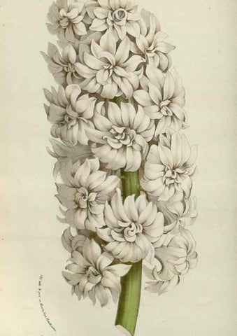 Reproducción/Reproduction 49587691136: Flore des serres et des jardins de l'Europe. A Gand :chez Louis van Houtte, eÌditeur,1845-1880.. 