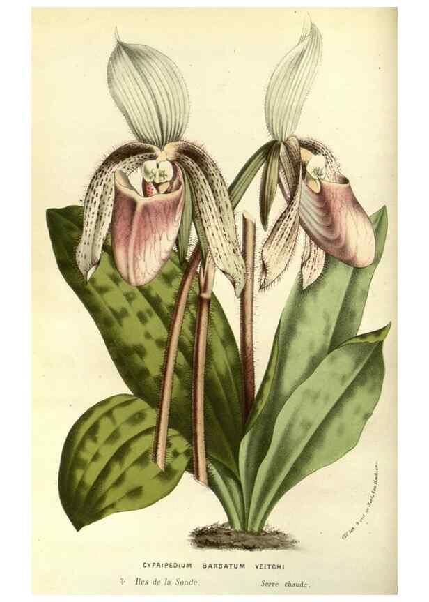 Reproducción/Reproduction 49587931972: Flore des serres et des jardins de l'Europe. A Gand :chez Louis van Houtte, eÌditeur,1845-1880.. 