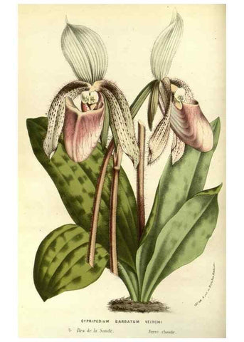 Reproducción/Reproduction 49587931972: Flore des serres et des jardins de l'Europe. A Gand :chez Louis van Houtte, eÌditeur,1845-1880.. 