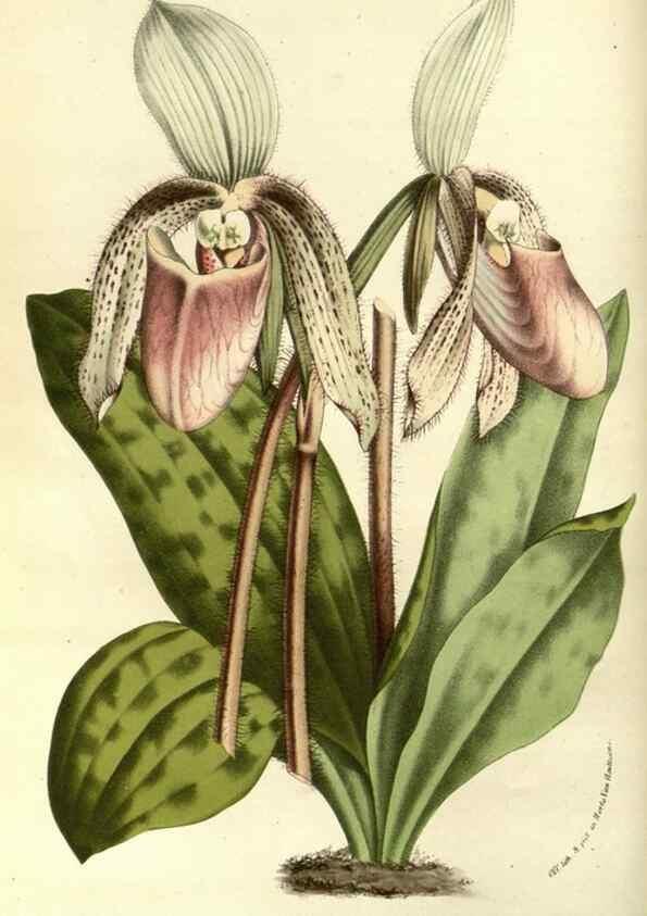 Reproducción/Reproduction 49587931972: Flore des serres et des jardins de l'Europe. A Gand :chez Louis van Houtte, eÌditeur,1845-1880.. 