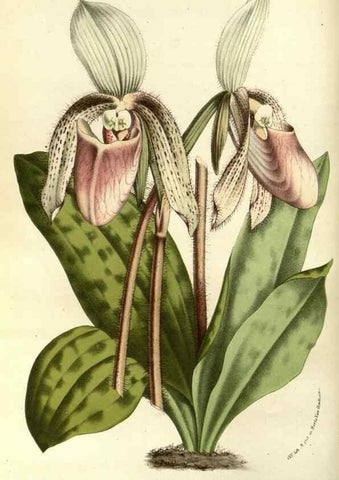 Reproducción/Reproduction 49587931972: Flore des serres et des jardins de l'Europe. A Gand :chez Louis van Houtte, eÌditeur,1845-1880.. 