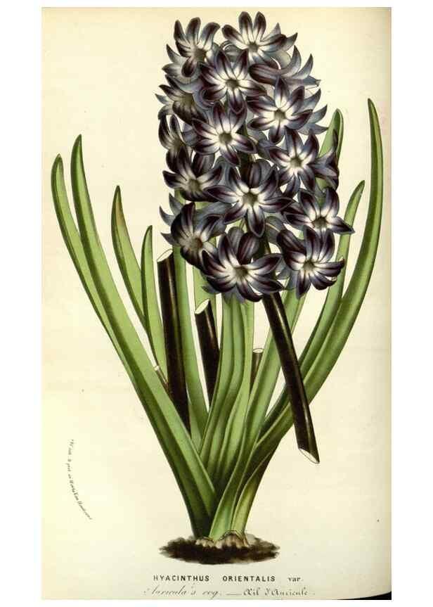 Reproducción/Reproduction 49587691376: Flore des serres et des jardins de l'Europe. A Gand :chez Louis van Houtte, eÌditeur,1845-1880.. 