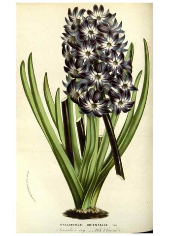 Reproducción/Reproduction 49587691376: Flore des serres et des jardins de l'Europe. A Gand :chez Louis van Houtte, eÌditeur,1845-1880.. 