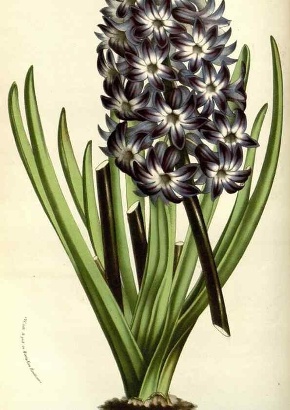 Reproducción/Reproduction 49587691376: Flore des serres et des jardins de l'Europe. A Gand :chez Louis van Houtte, eÌditeur,1845-1880.. 
