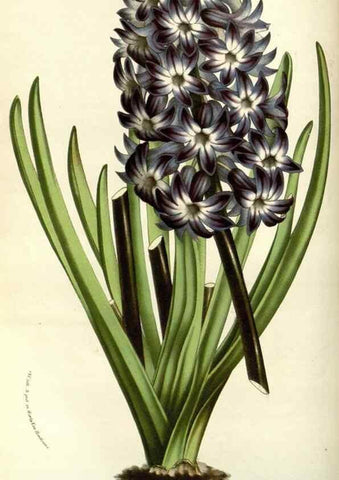 Reproducción/Reproduction 49587691376: Flore des serres et des jardins de l'Europe. A Gand :chez Louis van Houtte, eÌditeur,1845-1880.. 