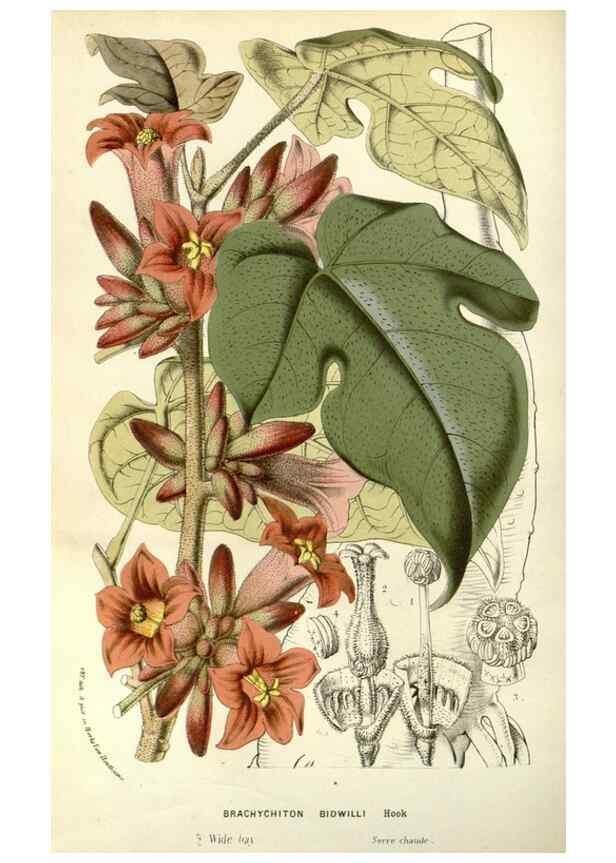 Reproducción/Reproduction 49587934367: Flore des serres et des jardins de l'Europe. A Gand :chez Louis van Houtte, eÌditeur,1845-1880.. 
