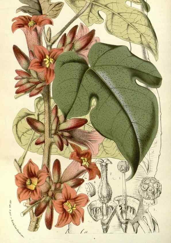 Reproducción/Reproduction 49587934367: Flore des serres et des jardins de l'Europe. A Gand :chez Louis van Houtte, eÌditeur,1845-1880.. 