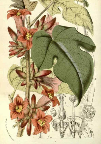 Reproducción/Reproduction 49587934367: Flore des serres et des jardins de l'Europe. A Gand :chez Louis van Houtte, eÌditeur,1845-1880.. 