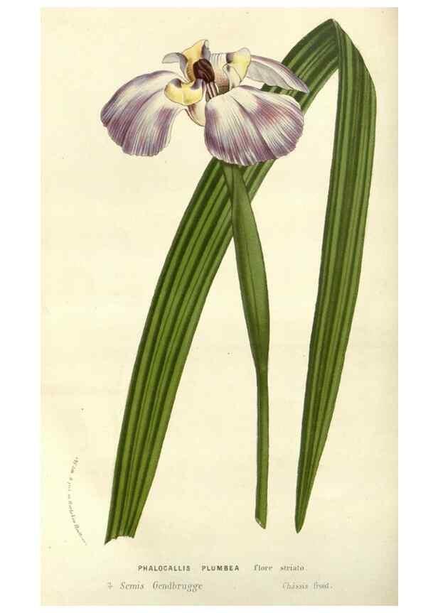Reproducción/Reproduction 49587196673: Flore des serres et des jardins de l'Europe. A Gand :chez Louis van Houtte, eÌditeur,1845-1880.. 