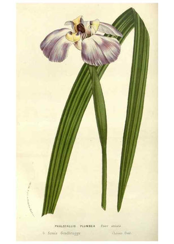 Reproducción/Reproduction 49587196673: Flore des serres et des jardins de l'Europe. A Gand :chez Louis van Houtte, eÌditeur,1845-1880.. 