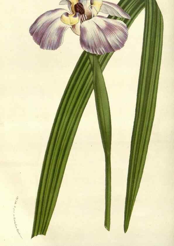 Reproducción/Reproduction 49587196673: Flore des serres et des jardins de l'Europe. A Gand :chez Louis van Houtte, eÌditeur,1845-1880.. 