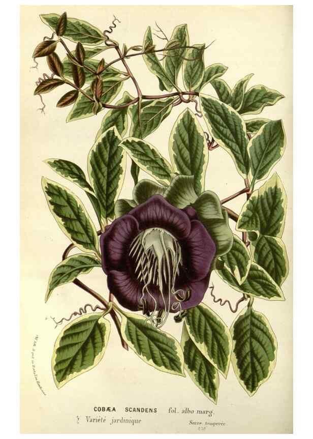 Reproducción/Reproduction 49587196868: Flore des serres et des jardins de l'Europe. A Gand :chez Louis van Houtte, eÌditeur,1845-1880.. 