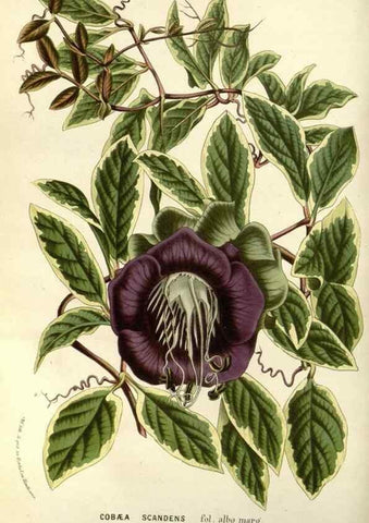Reproducción/Reproduction 49587196868: Flore des serres et des jardins de l'Europe. A Gand :chez Louis van Houtte, eÌditeur,1845-1880.. 