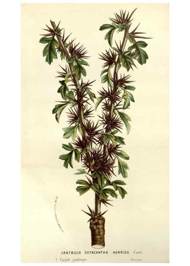 Reproducción/Reproduction 49587935092: Flore des serres et des jardins de l'Europe. A Gand :chez Louis van Houtte, eÌditeur,1845-1880.. 
